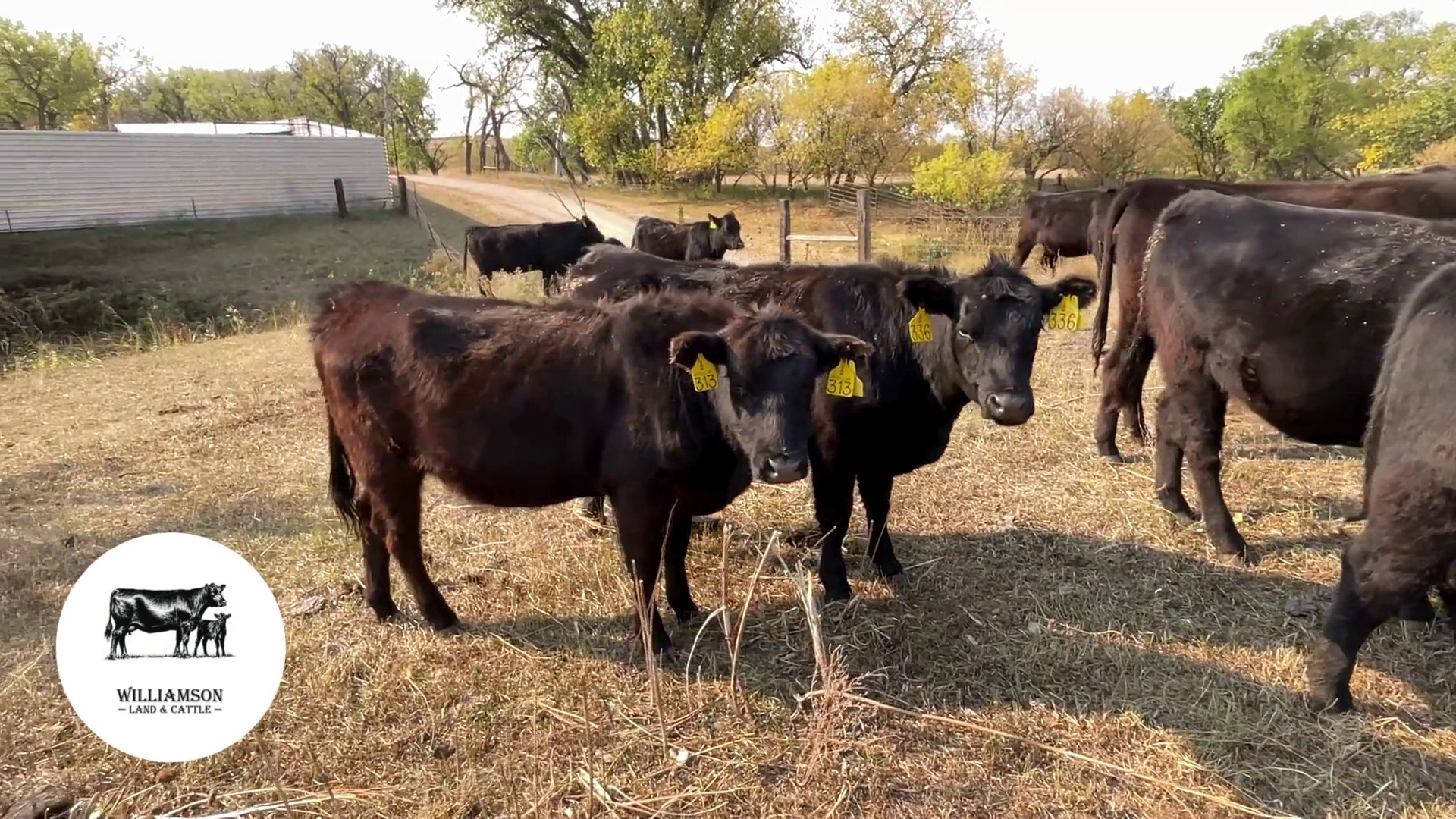 BH1007C-39 Bred Heifers