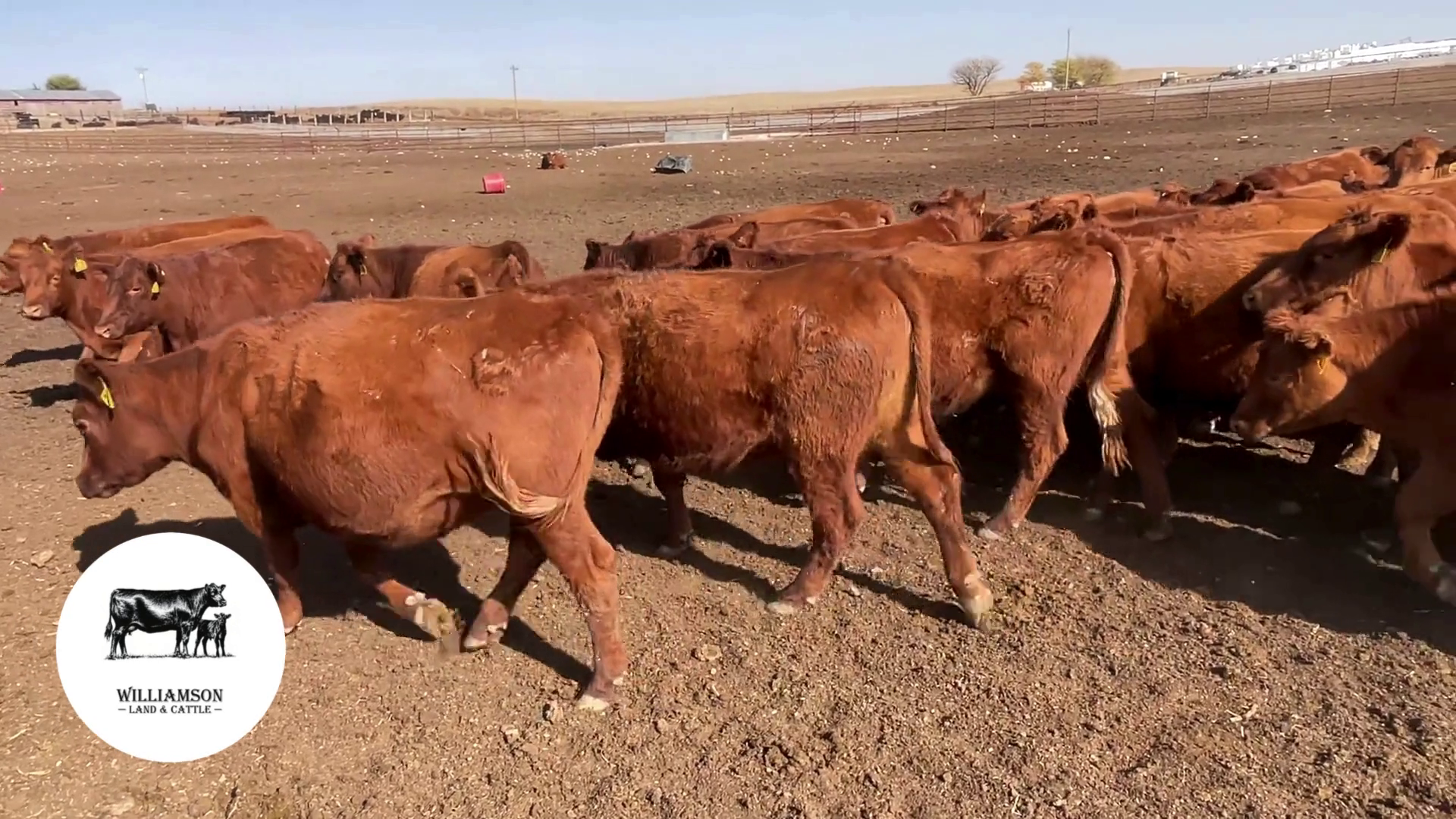 BH1023C-85 Bred Heifers