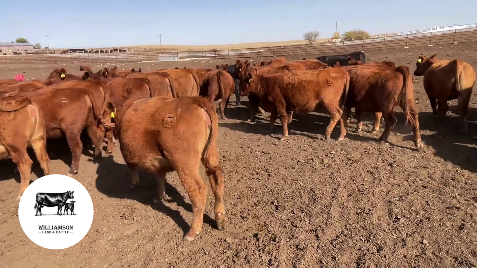 BH1023C-85 Bred Heifers