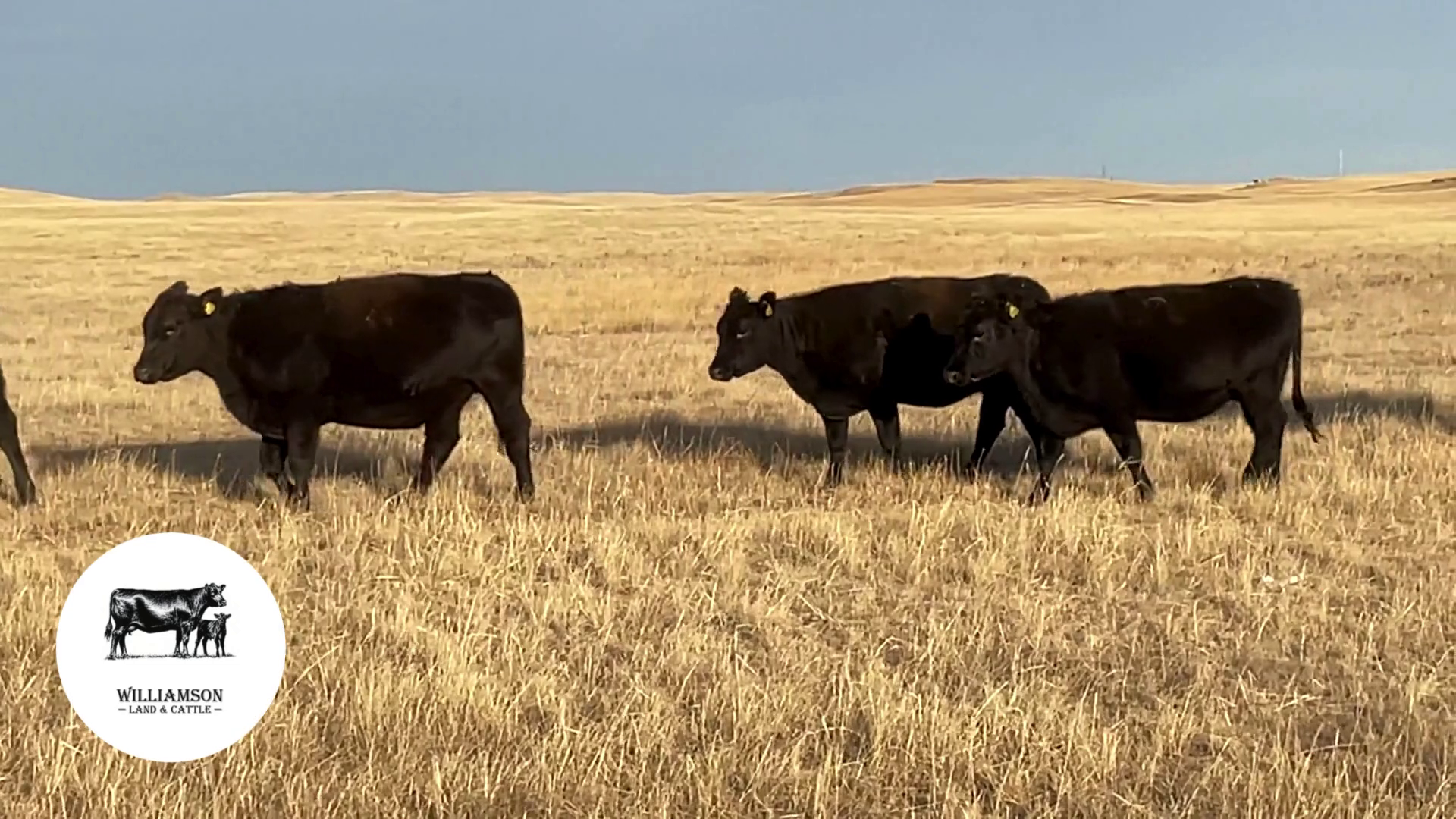 BH1023D-99 Bred Heifers