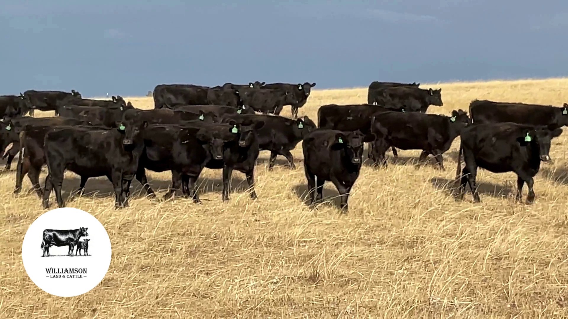 BH1023E-111 Bred Heifers