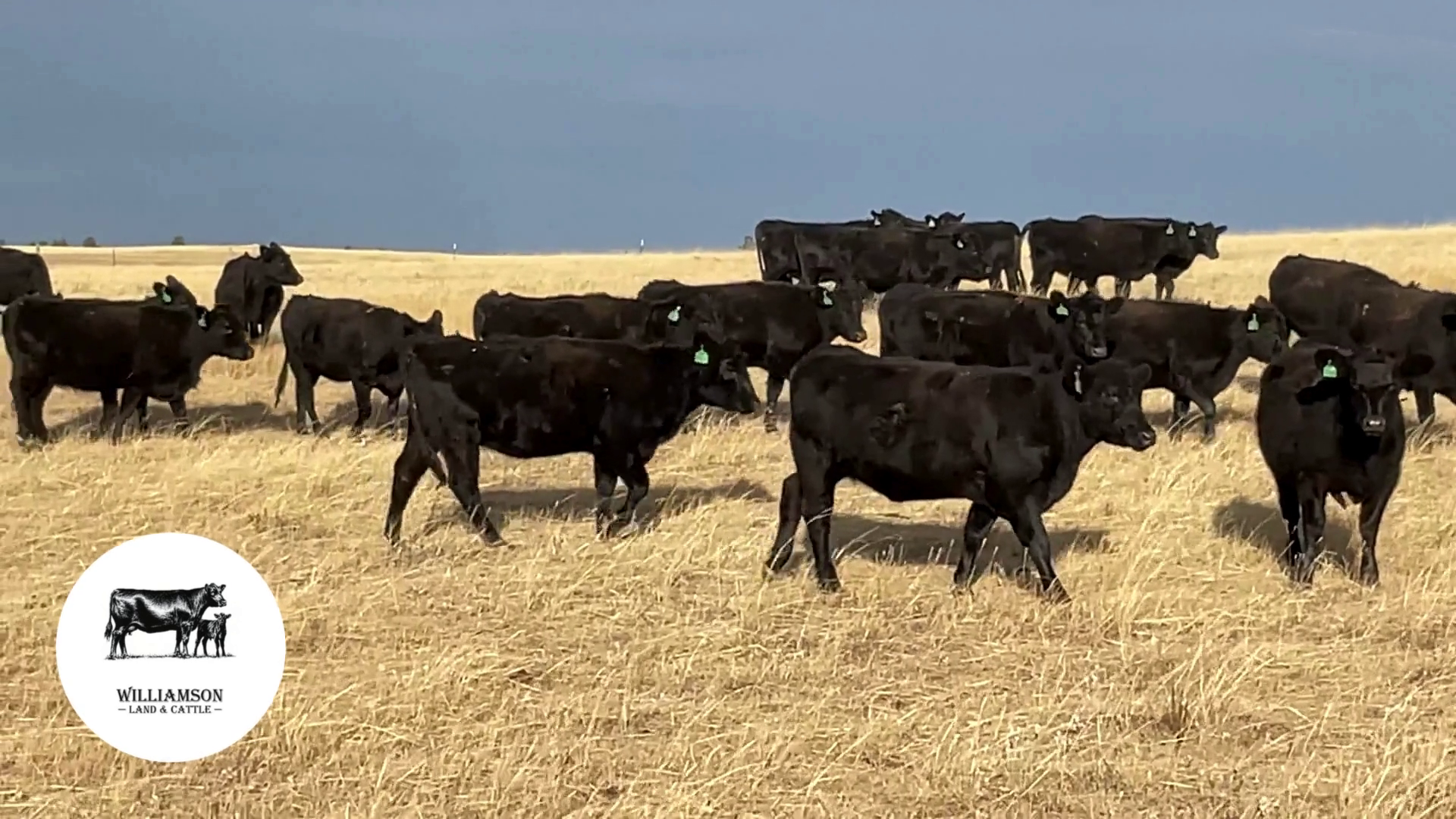 BH1023E-111 Bred Heifers