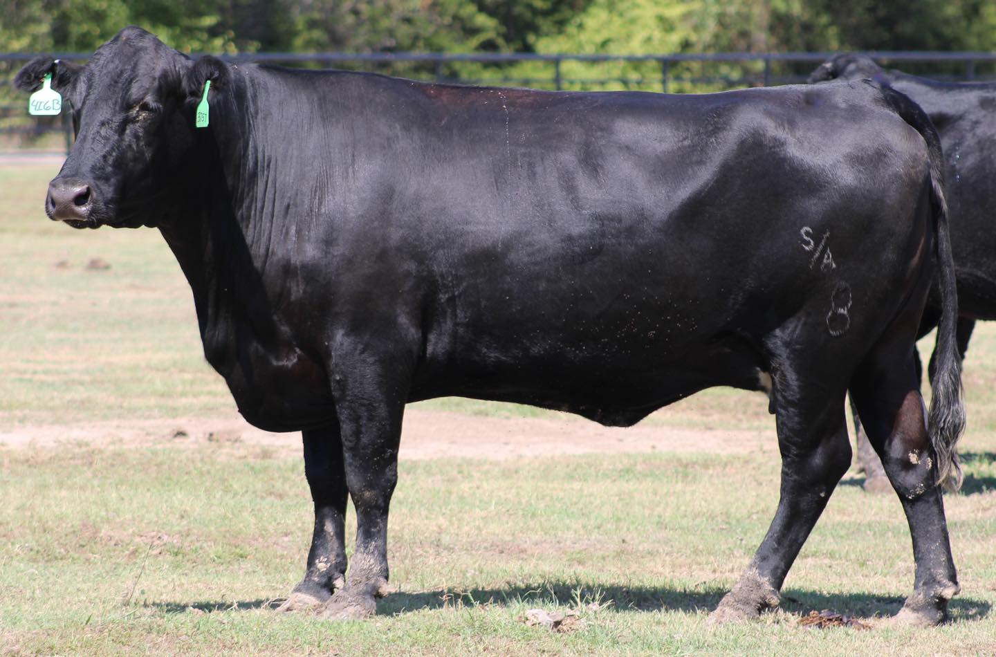 🔹🔹🔹🔹ANGUS BRED HEIFERS 🔹🔹🔹🔹   BRED COWS