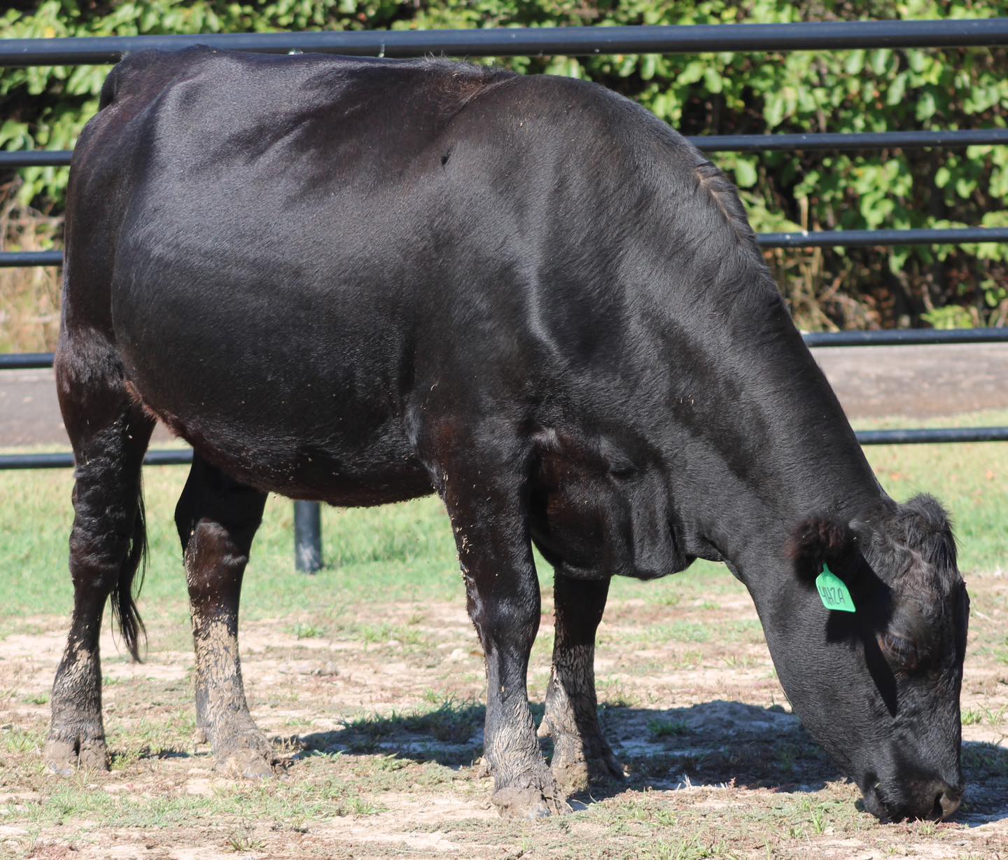 ????ANGUS BRED HEIFERS ????   BRED COWS