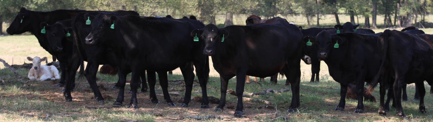 ????ANGUS BRED HEIFERS ????   BRED COWS