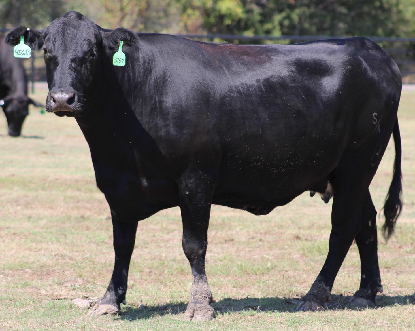 🔹🔹🔹🔹ANGUS BRED HEIFERS 🔹🔹🔹🔹   BRED COWS