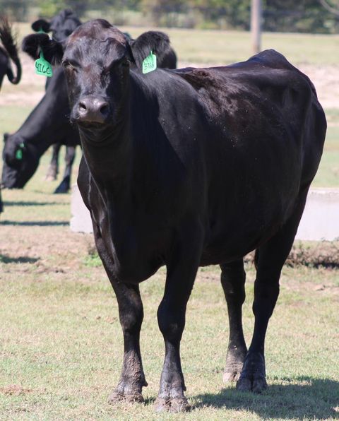 ????ANGUS BRED HEIFERS ????   BRED COWS