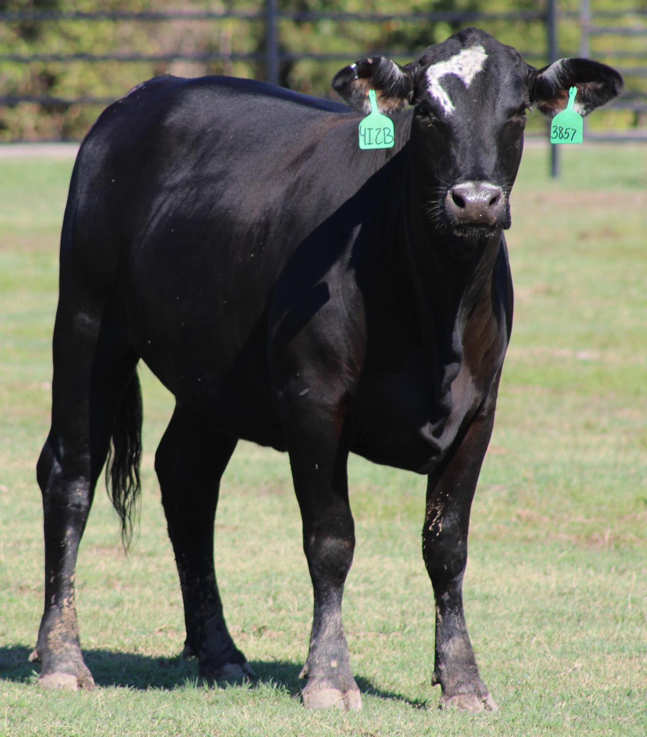 ????ANGUS BRED HEIFERS ????   BRED COWS