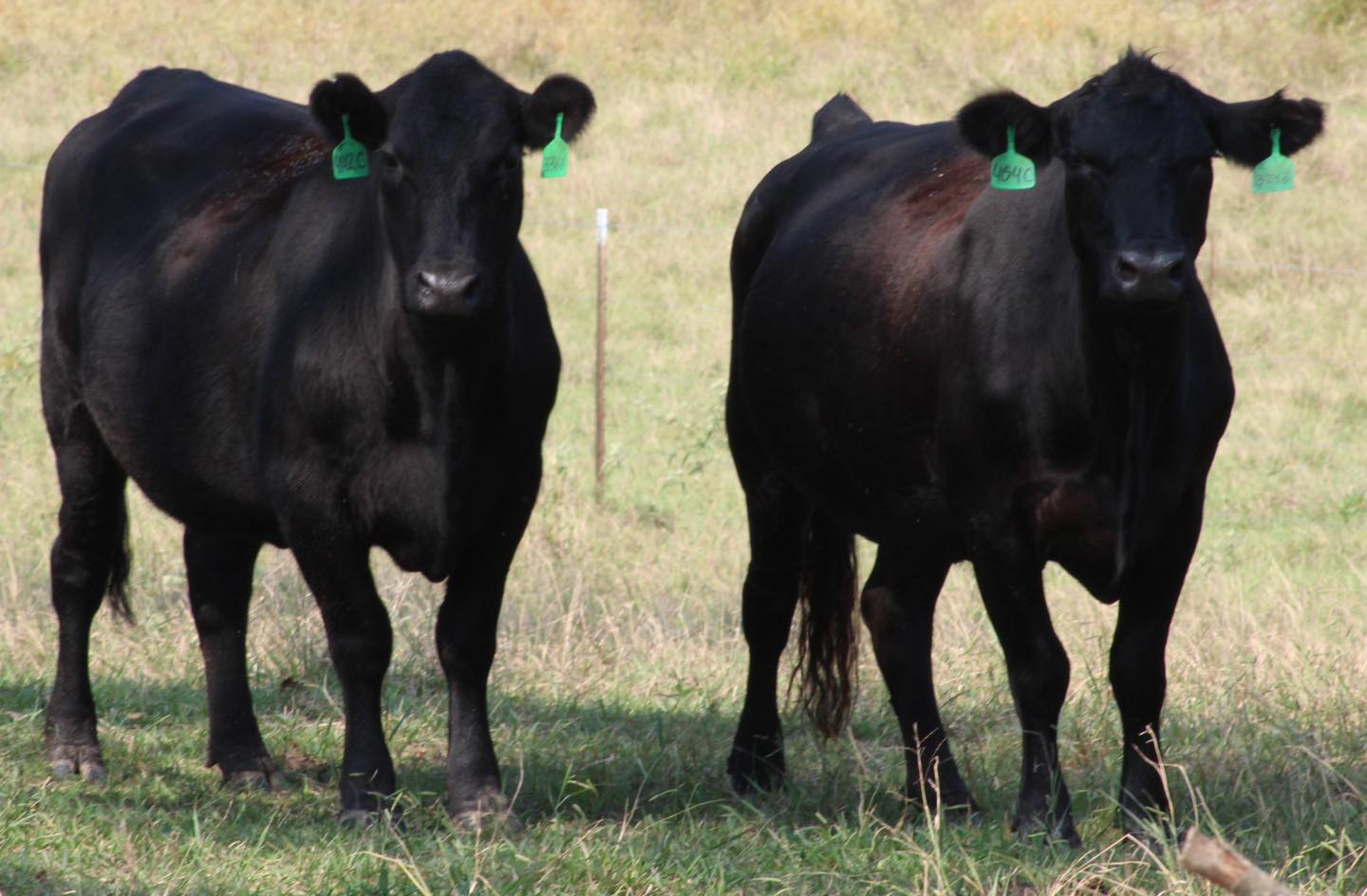 🔹🔹🔹🔹ANGUS BRED HEIFERS 🔹🔹🔹🔹   BRED COWS