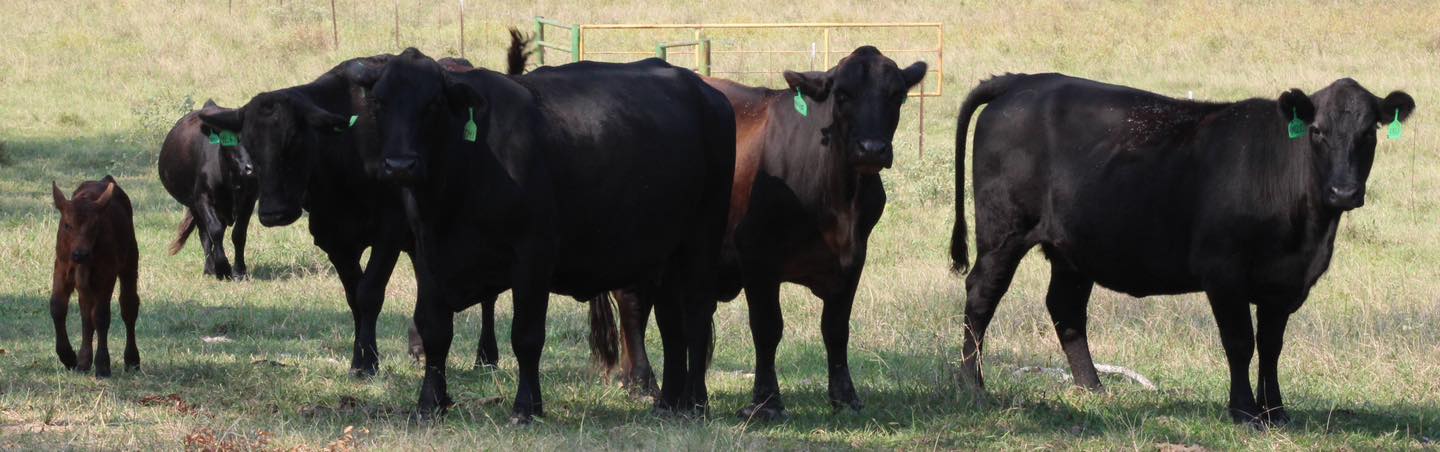 ????ANGUS BRED HEIFERS ????   BRED COWS