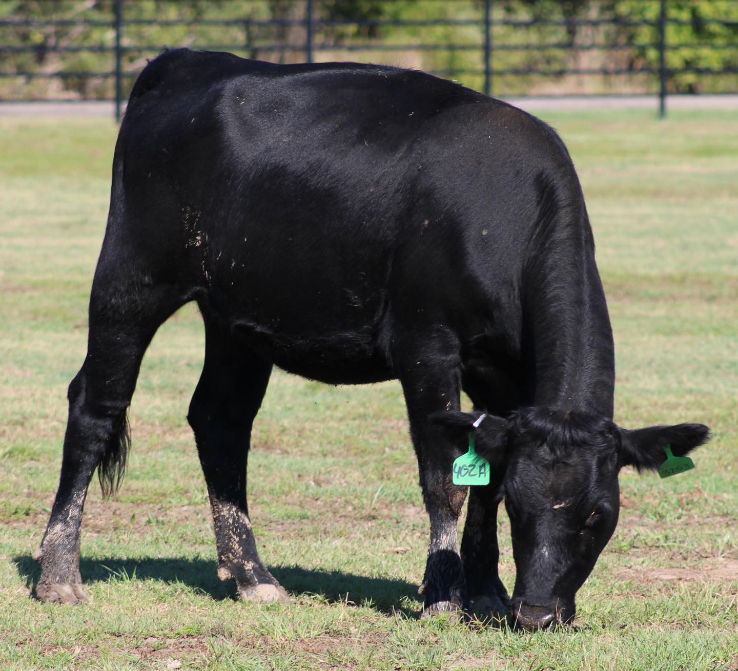 ????ANGUS BRED HEIFERS ????   BRED COWS