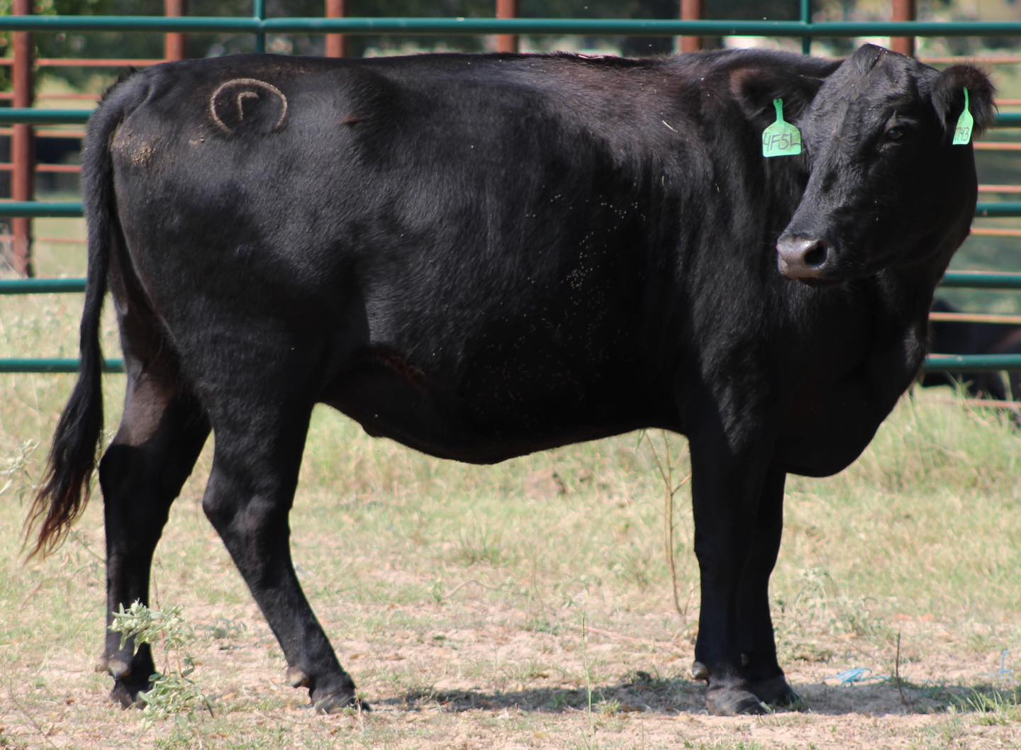 🔹🔹🔹🔹ANGUS BRED HEIFERS 🔹🔹🔹🔹   BRED COWS