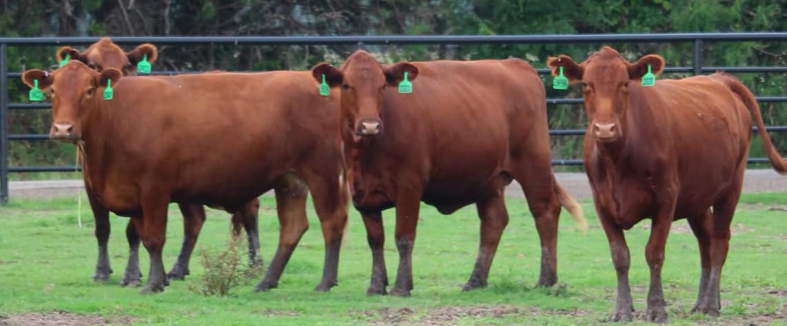 🚨🚨 RED Angus & Brangus Bred Cows 🚨🚨