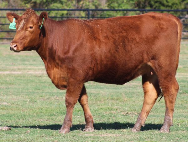 🚨🚨 RED Angus & Brangus Bred Cows 🚨🚨