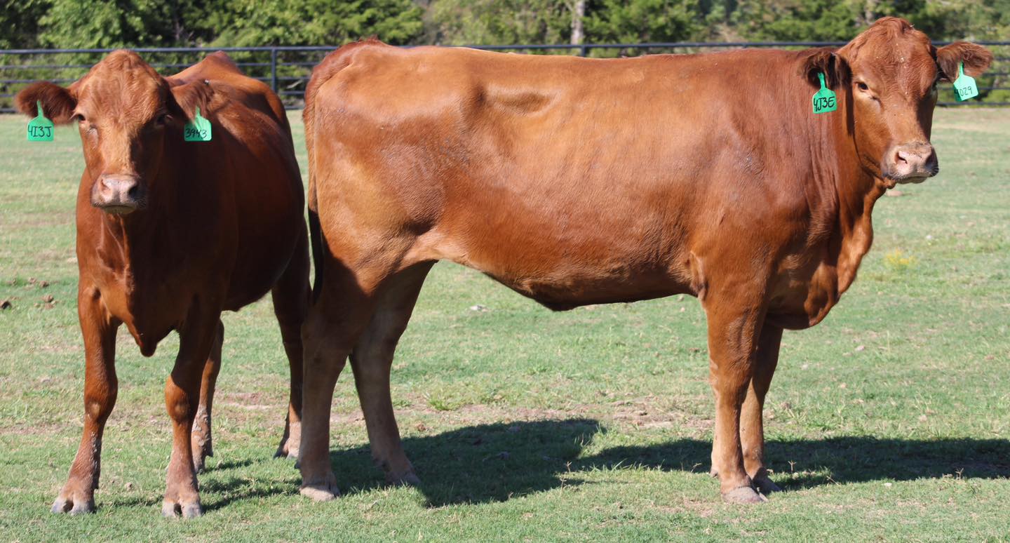 🚨🚨 RED Angus & Brangus Bred Cows 🚨🚨