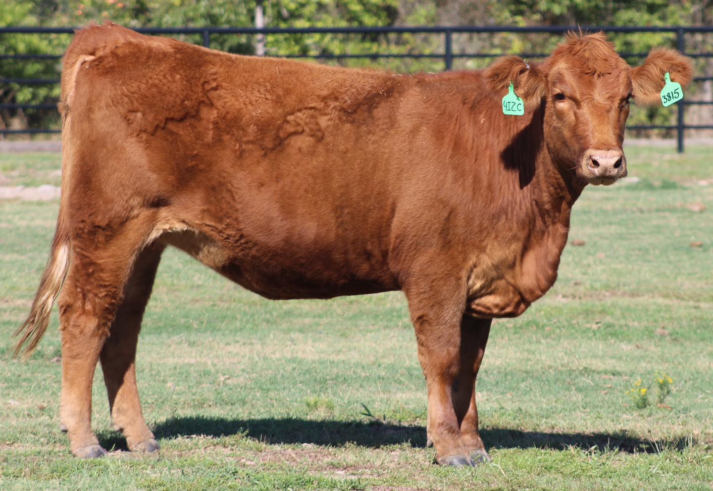 🚨🚨 RED Angus & Brangus Bred Cows 🚨🚨