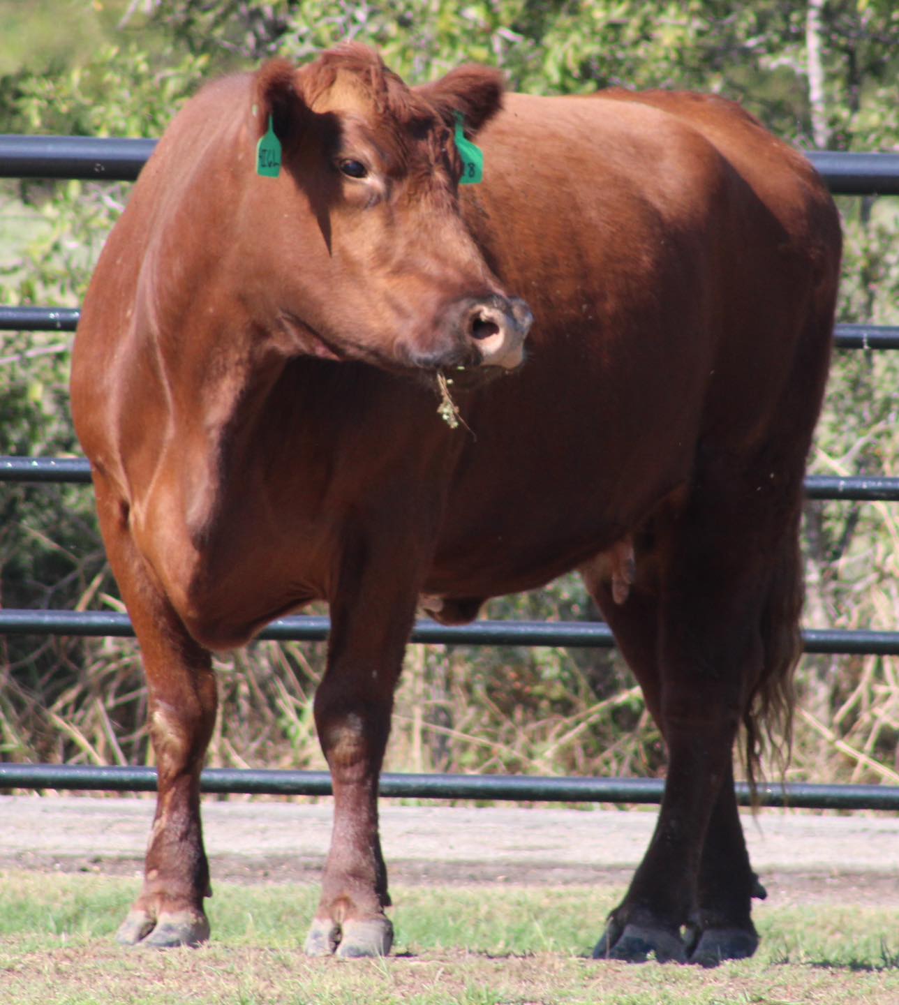 🚨🚨 RED Angus & Brangus Bred Cows 🚨🚨