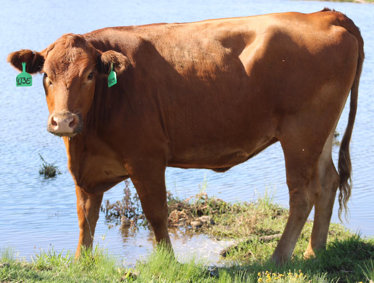 🚨🚨 RED Angus & Brangus Bred Cows 🚨🚨