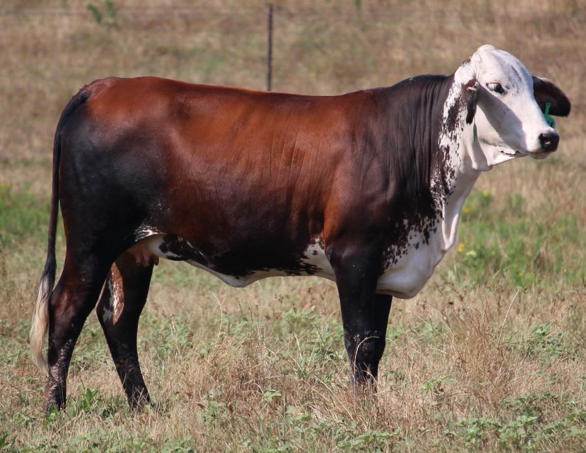 🔹🔹🔹 HEREFORD & RED BALDIES 🔹🔹🔹                          BRED HEIFERS & COWS