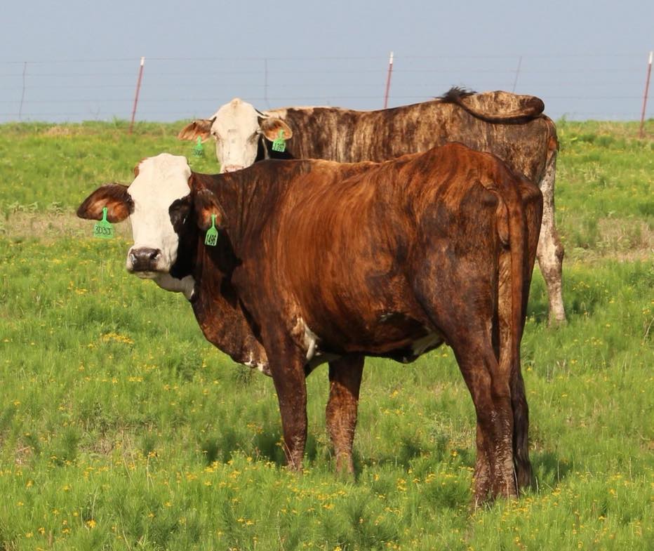 ??? HEREFORD & RED BALDIES ???                          BRED HEIFERS & COWS