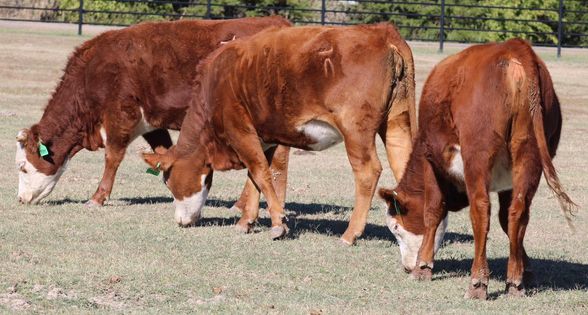 🔹🔹🔹 HEREFORD & RED BALDIES 🔹🔹🔹                          BRED HEIFERS & COWS