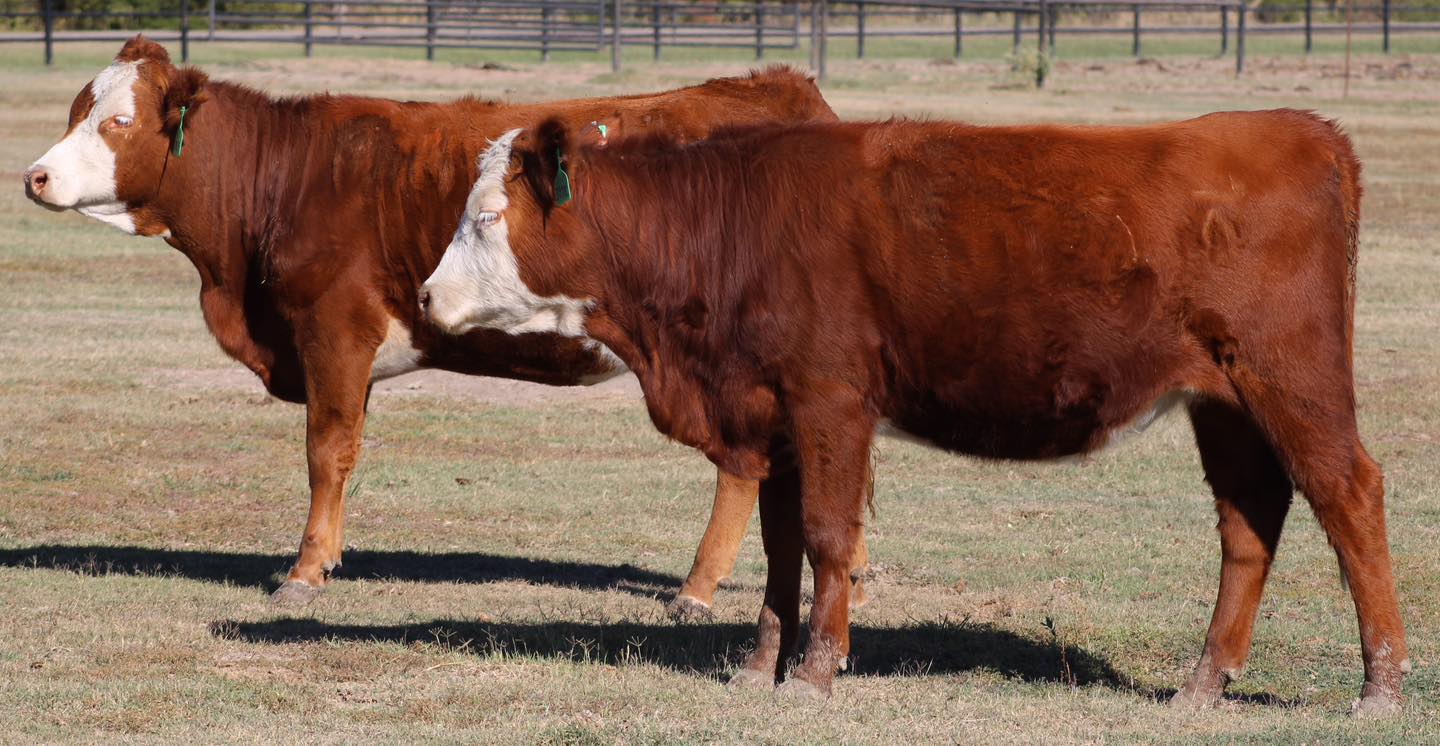 ??? HEREFORD & RED BALDIES ???                          BRED HEIFERS & COWS