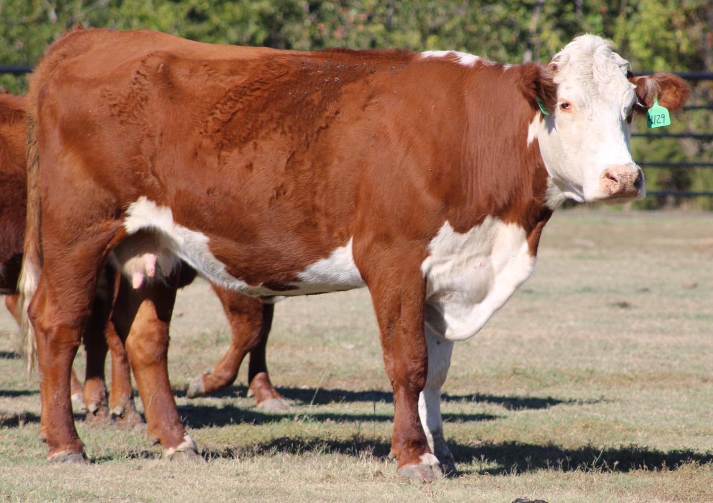 ??? HEREFORD & RED BALDIES ???                          BRED HEIFERS & COWS