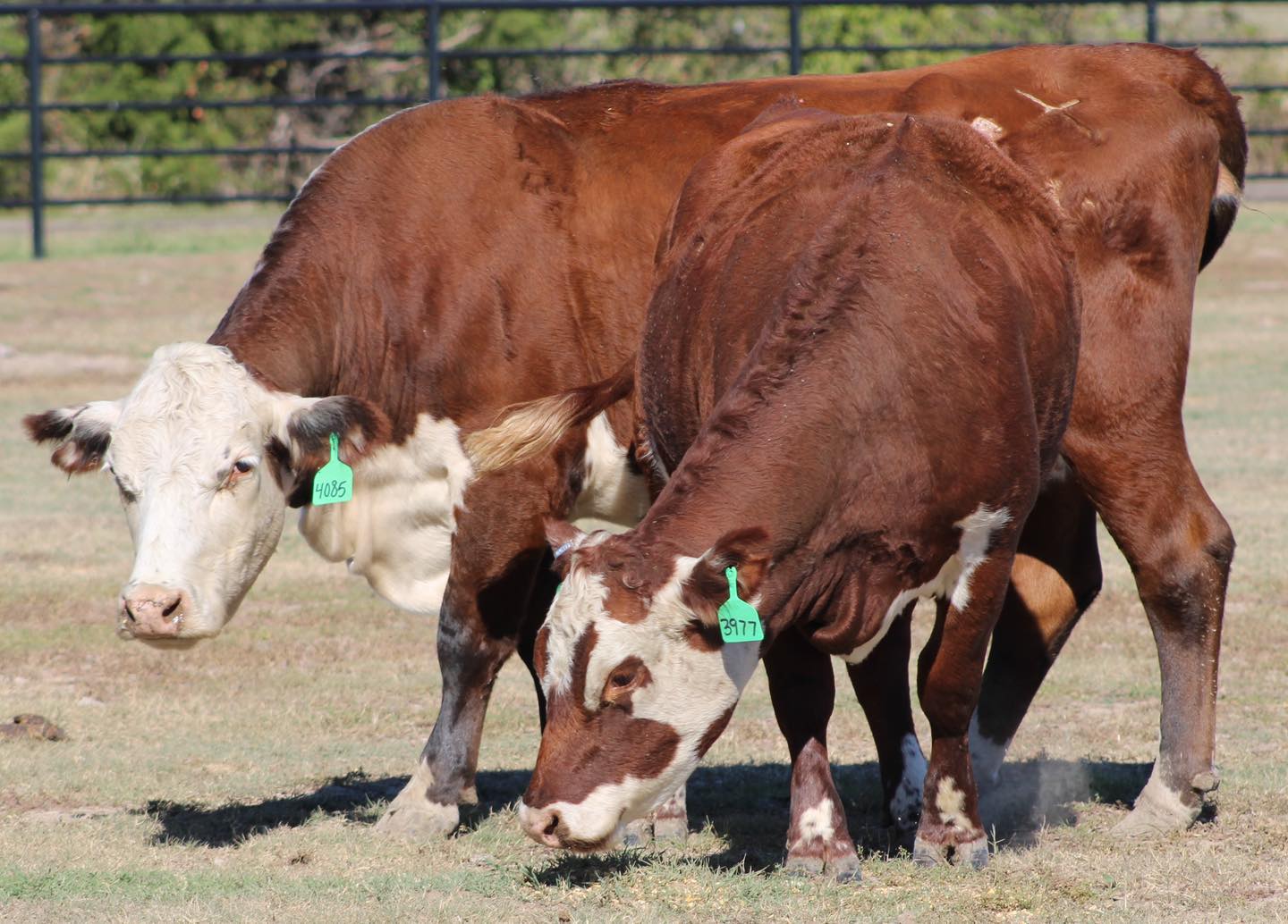 🔹🔹🔹 HEREFORD & RED BALDIES 🔹🔹🔹                          BRED HEIFERS & COWS