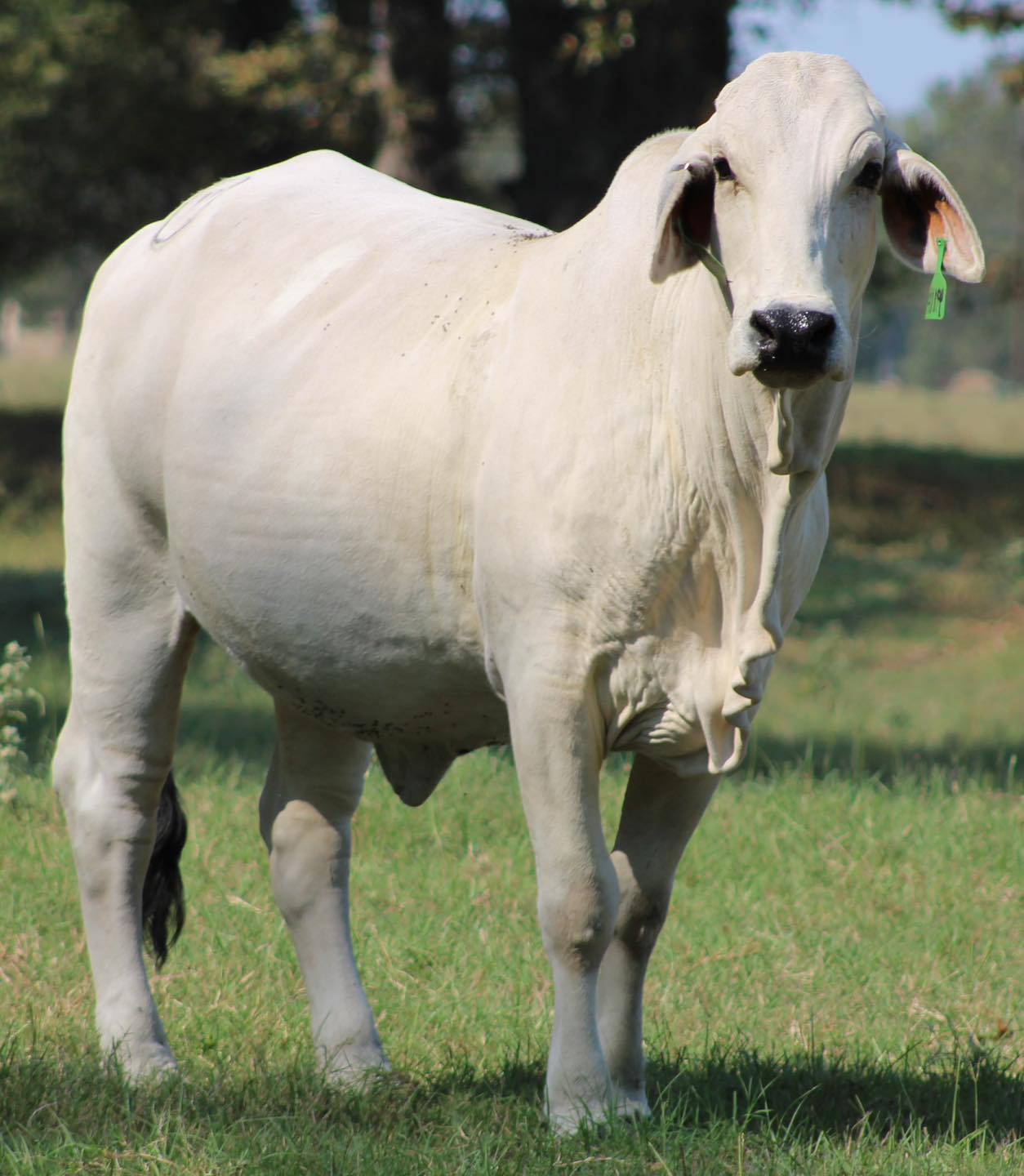 😳😳😳 BRAHMAN BRED COWS 😳😳😳