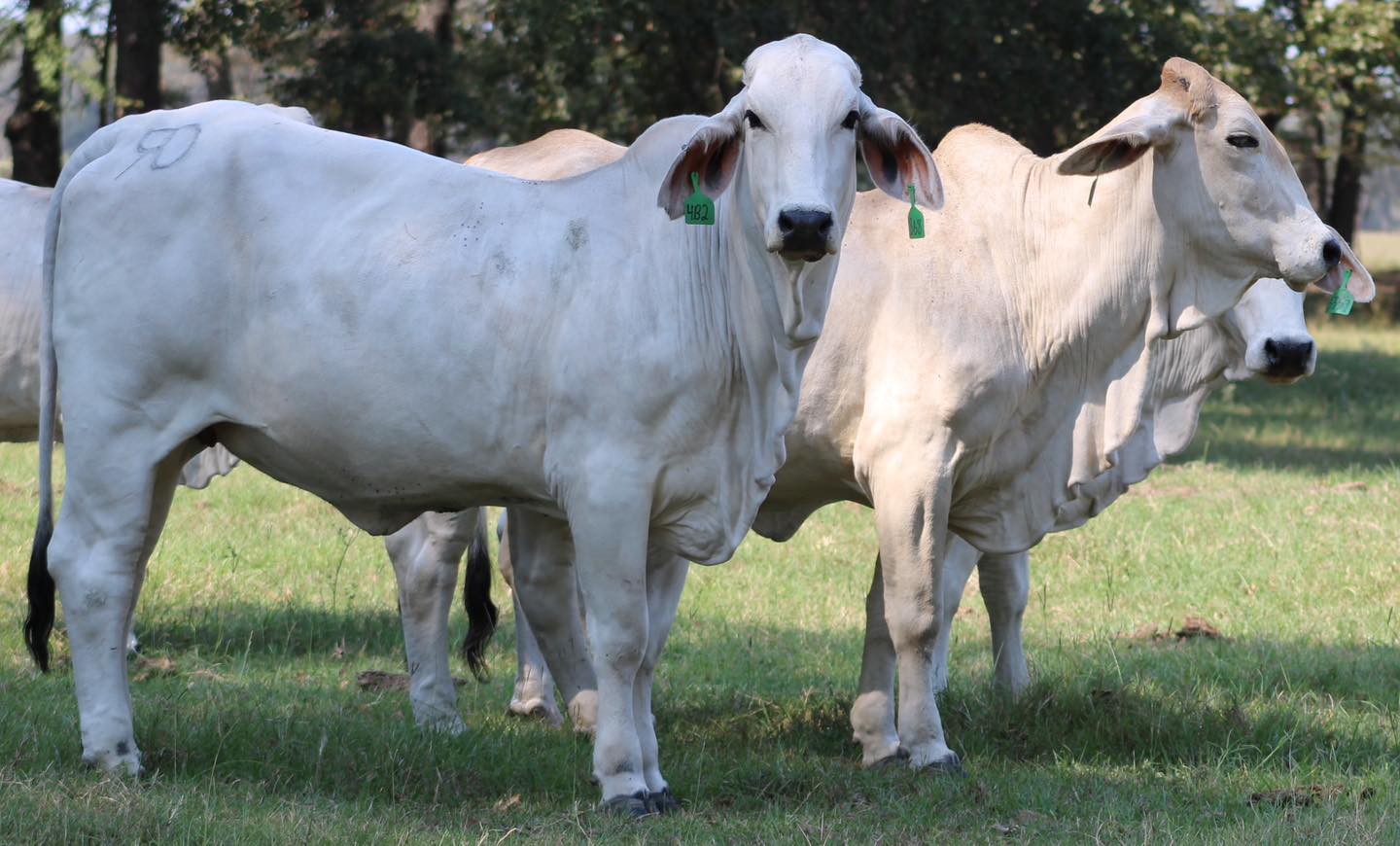 😳😳😳 BRAHMAN BRED COWS 😳😳😳