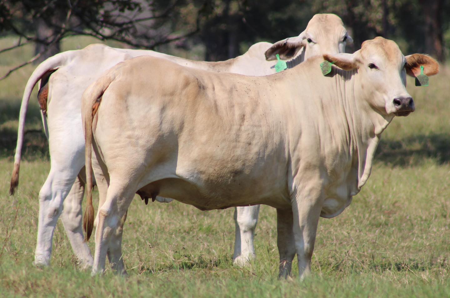 😳😳😳 BRAHMAN BRED COWS 😳😳😳