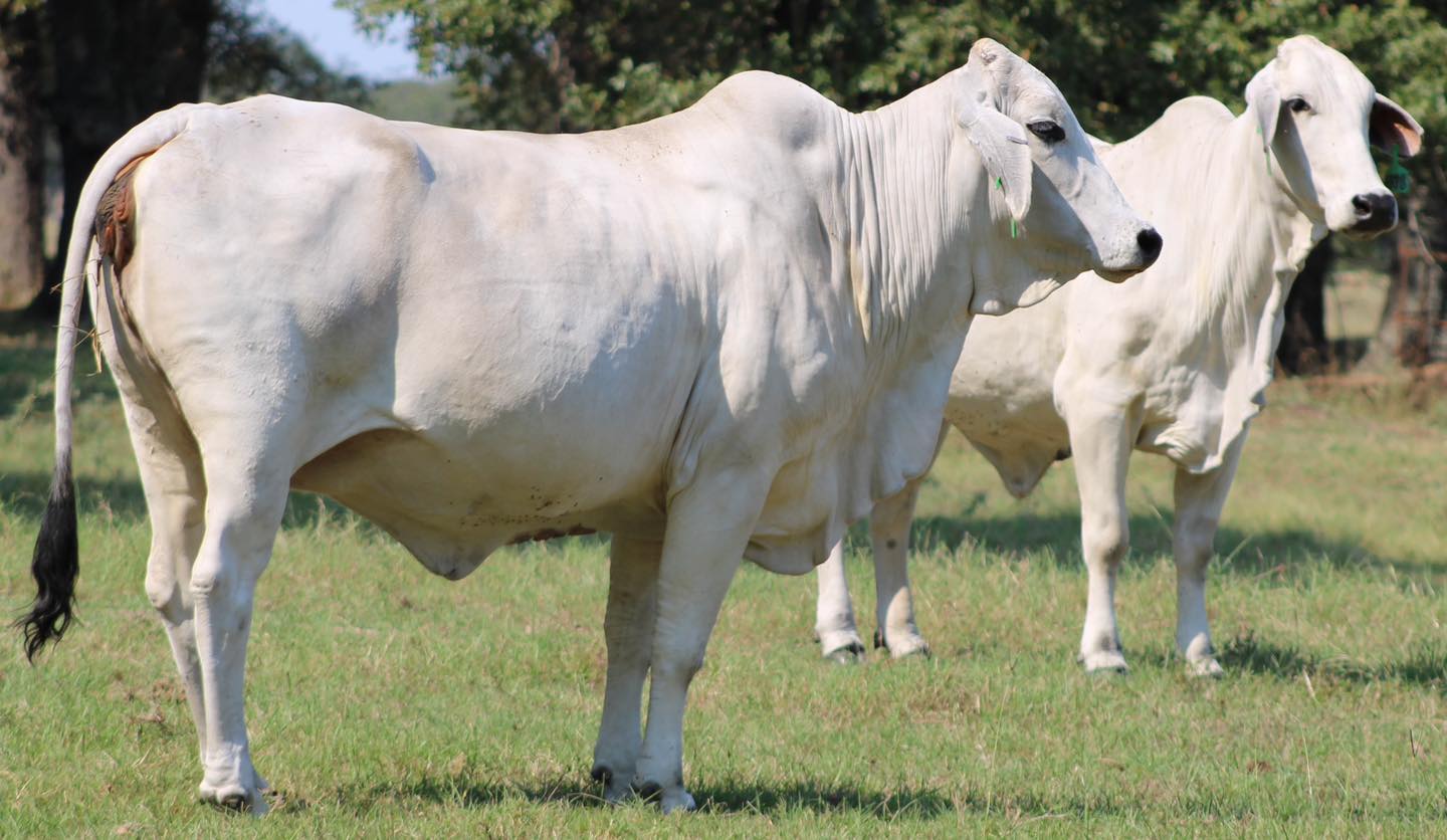 😳😳😳 BRAHMAN BRED COWS 😳😳😳