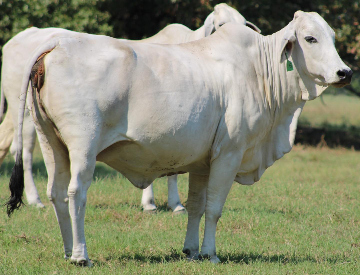 😳😳😳 BRAHMAN BRED COWS 😳😳😳