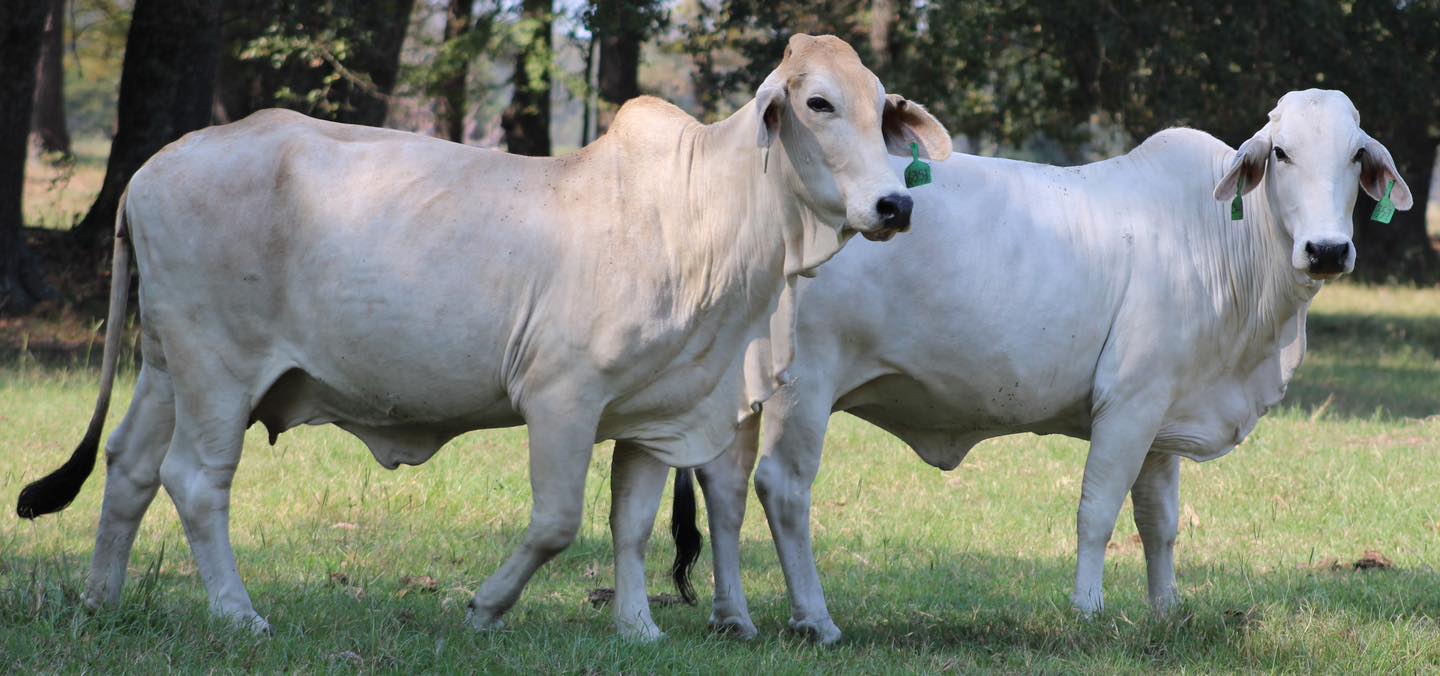 😳😳😳 BRAHMAN BRED COWS 😳😳😳