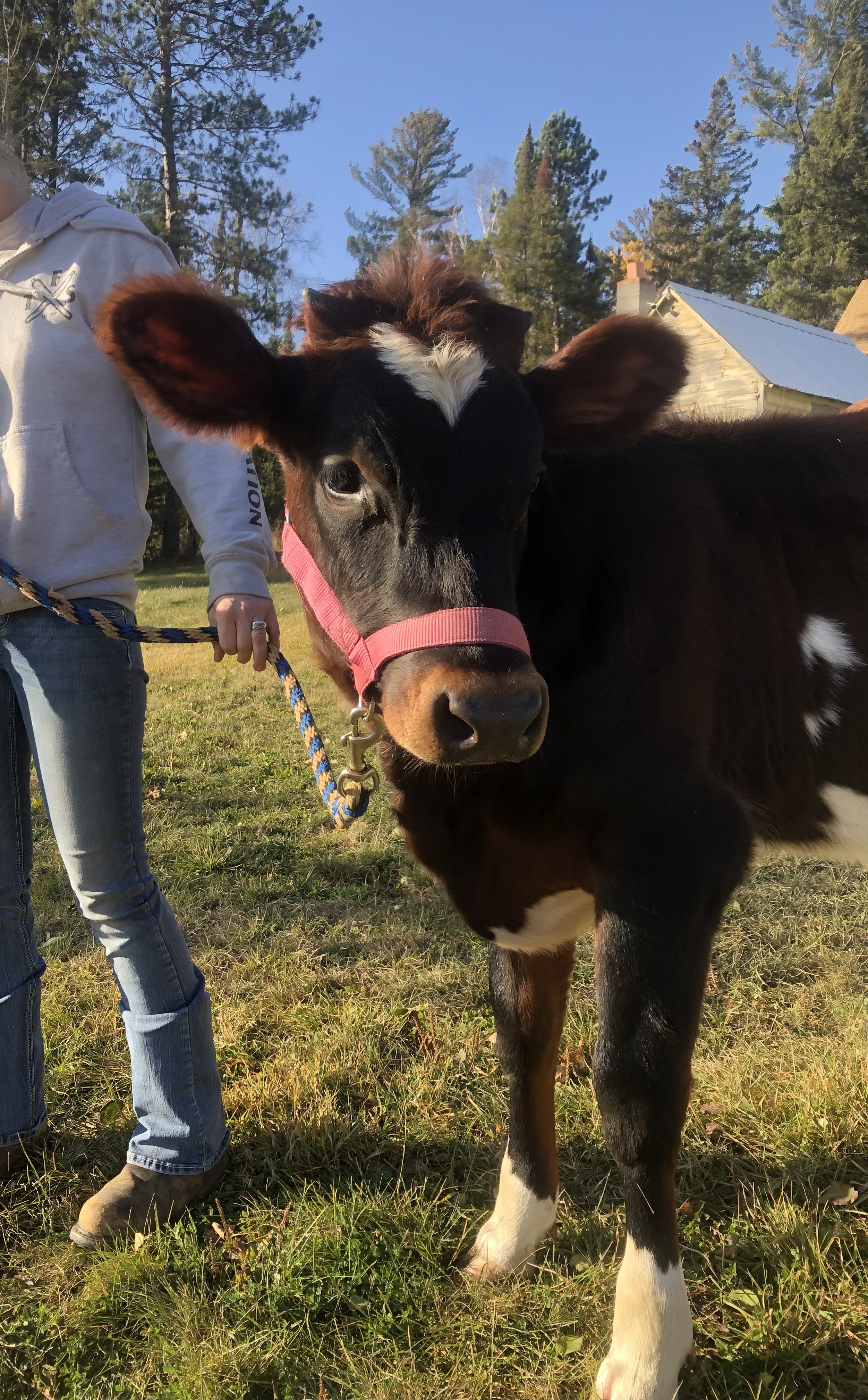 Jersey / Ayrshire heifer