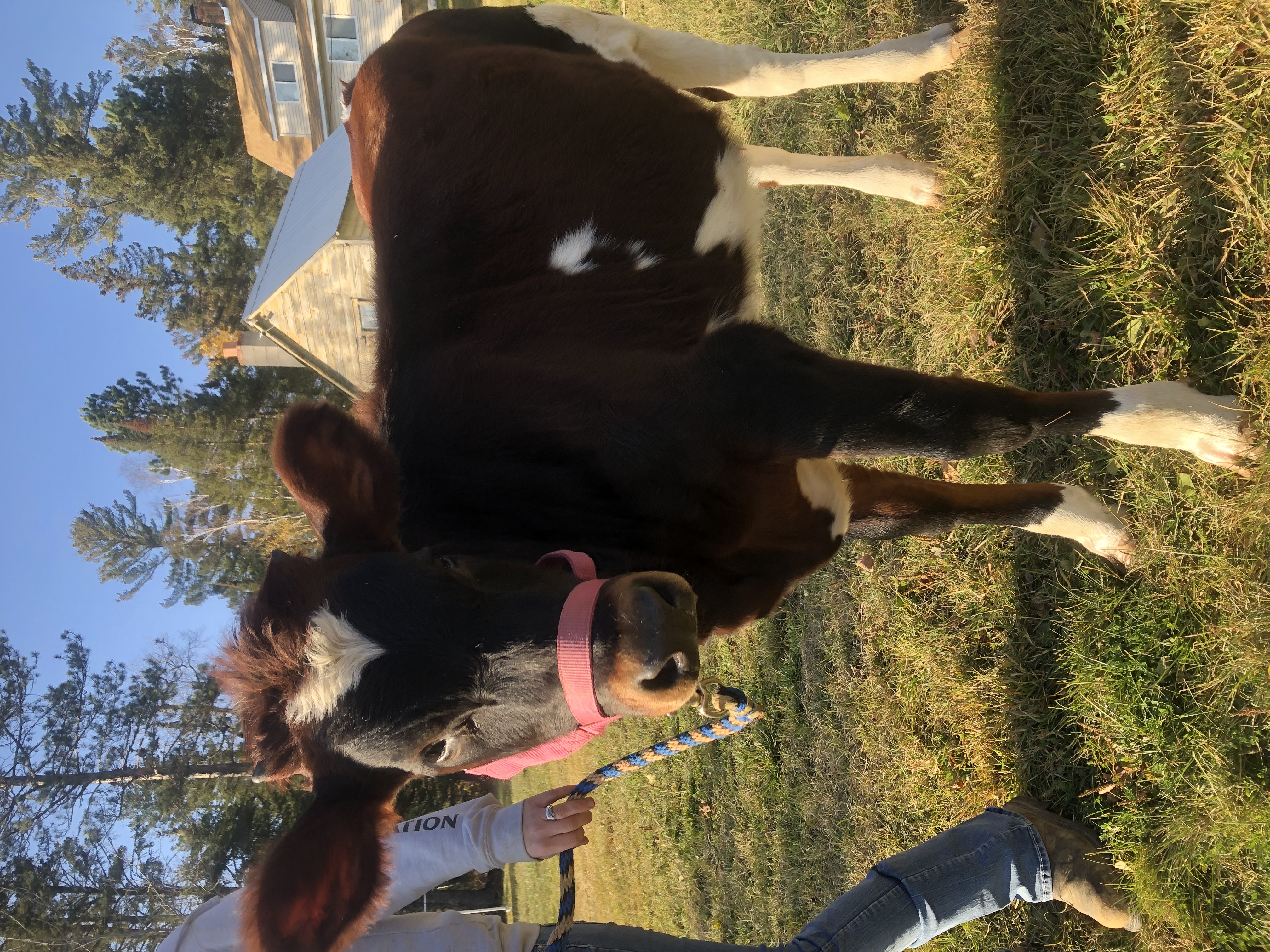 Jersey / Ayrshire heifer