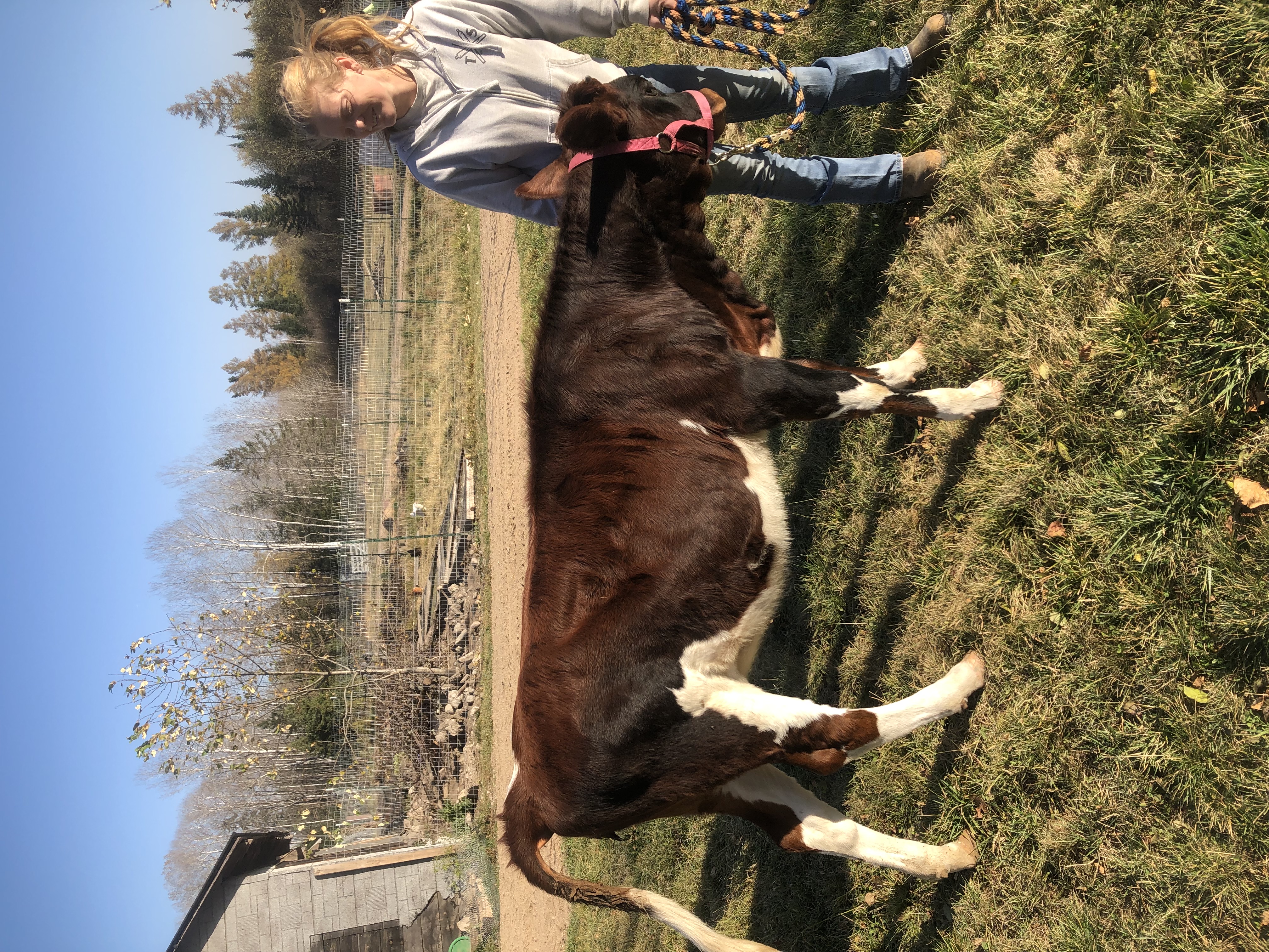 Jersey / Ayrshire heifer