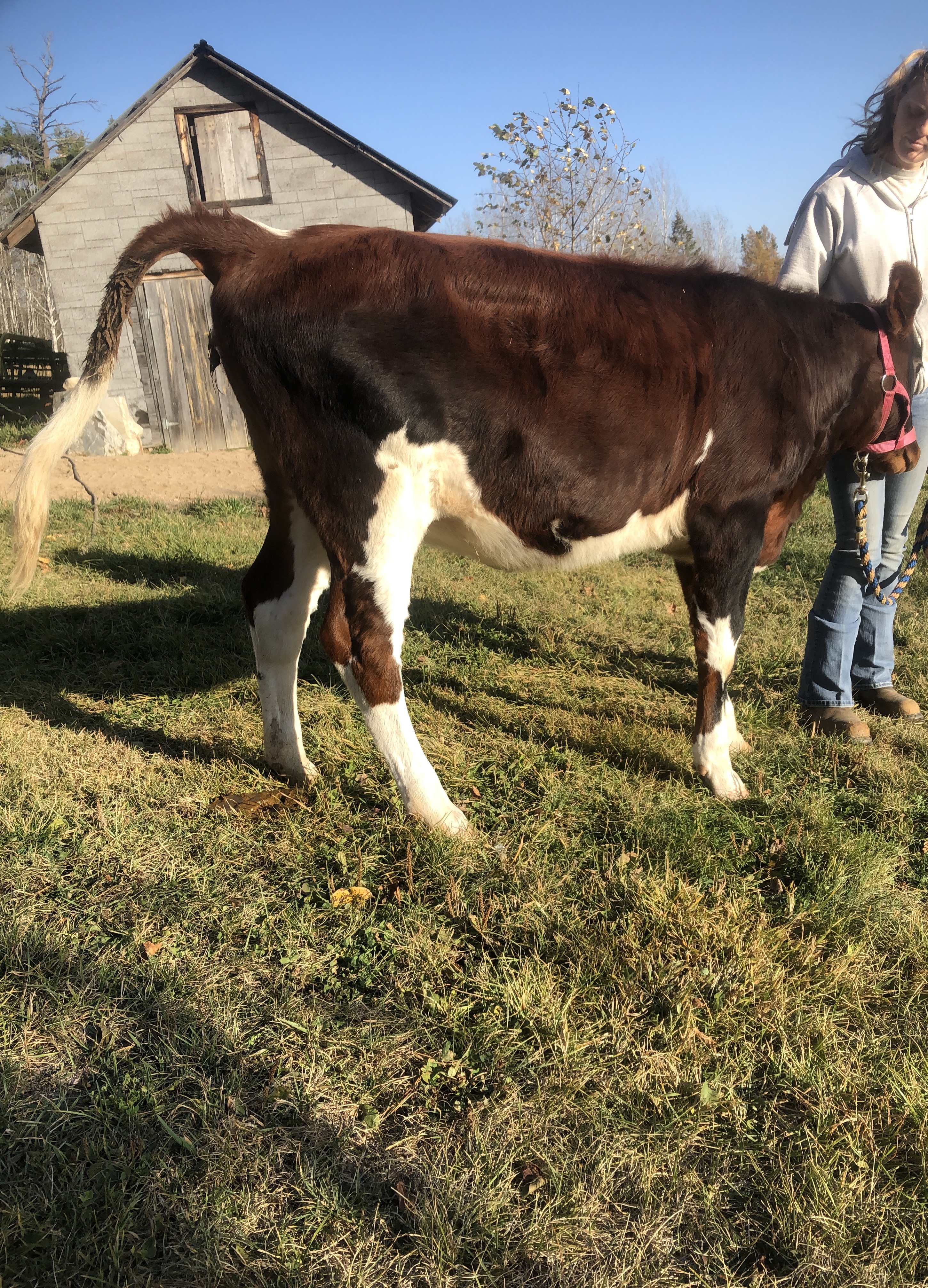 Jersey / Ayrshire heifer