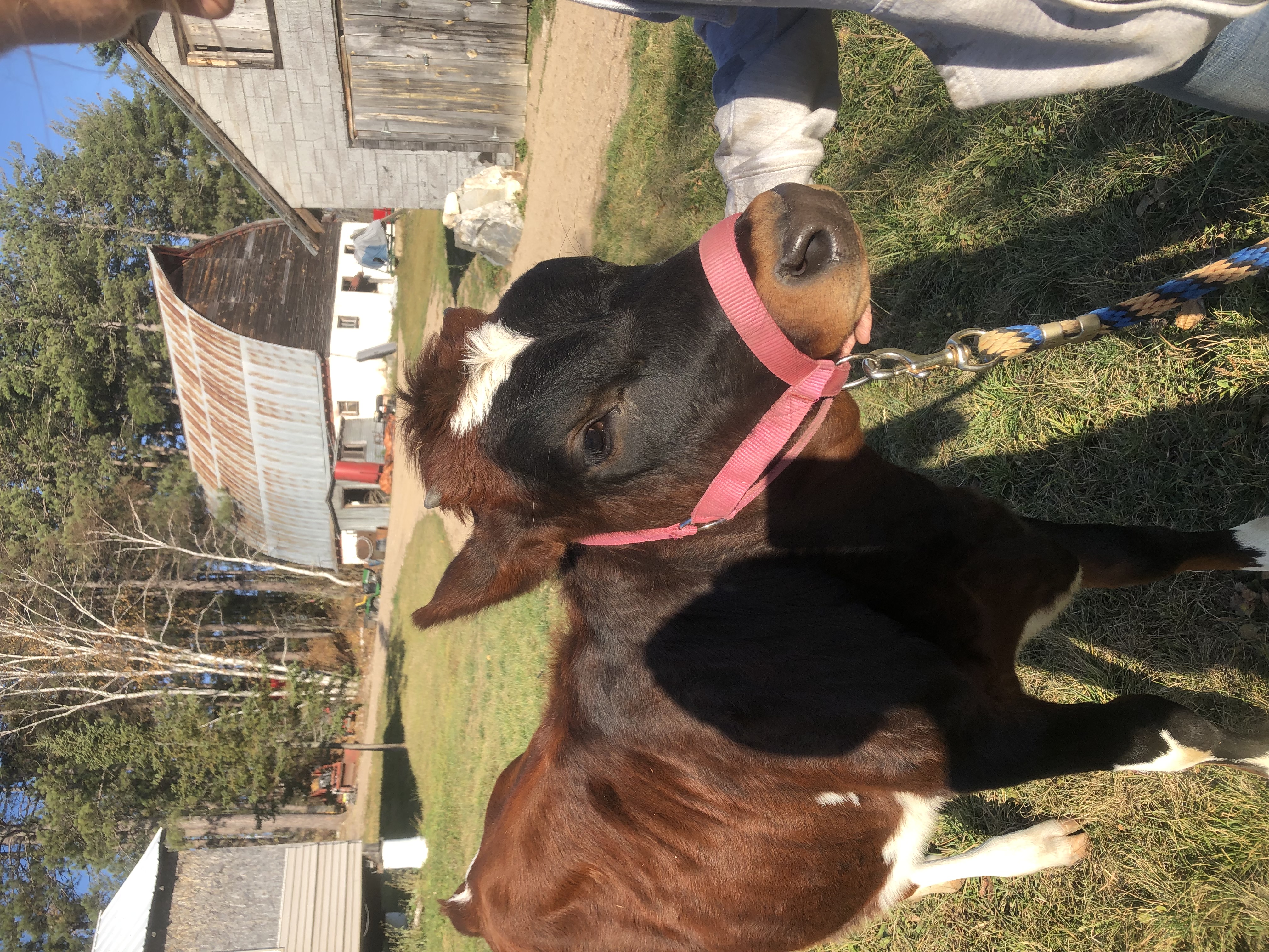 Jersey / Ayrshire heifer