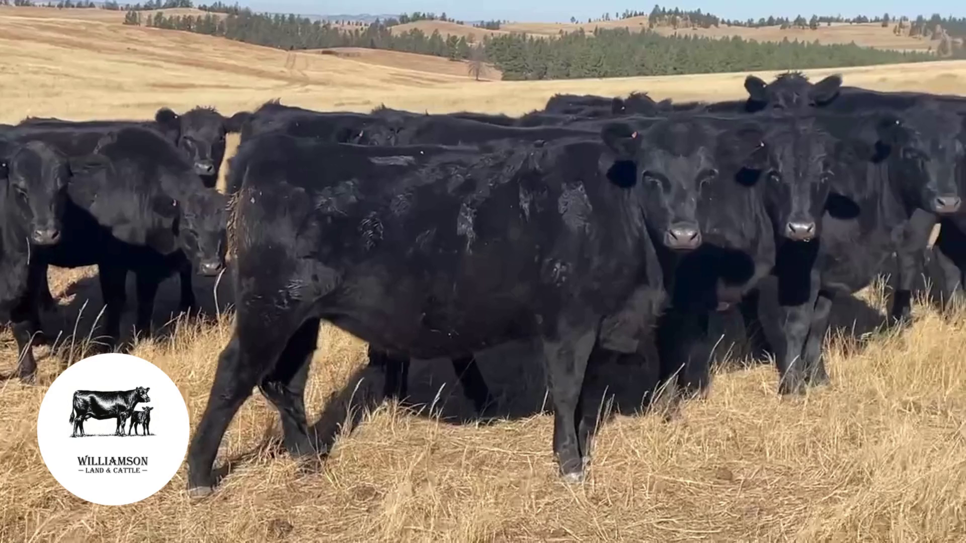 BH1028A-77 Bred Heifers