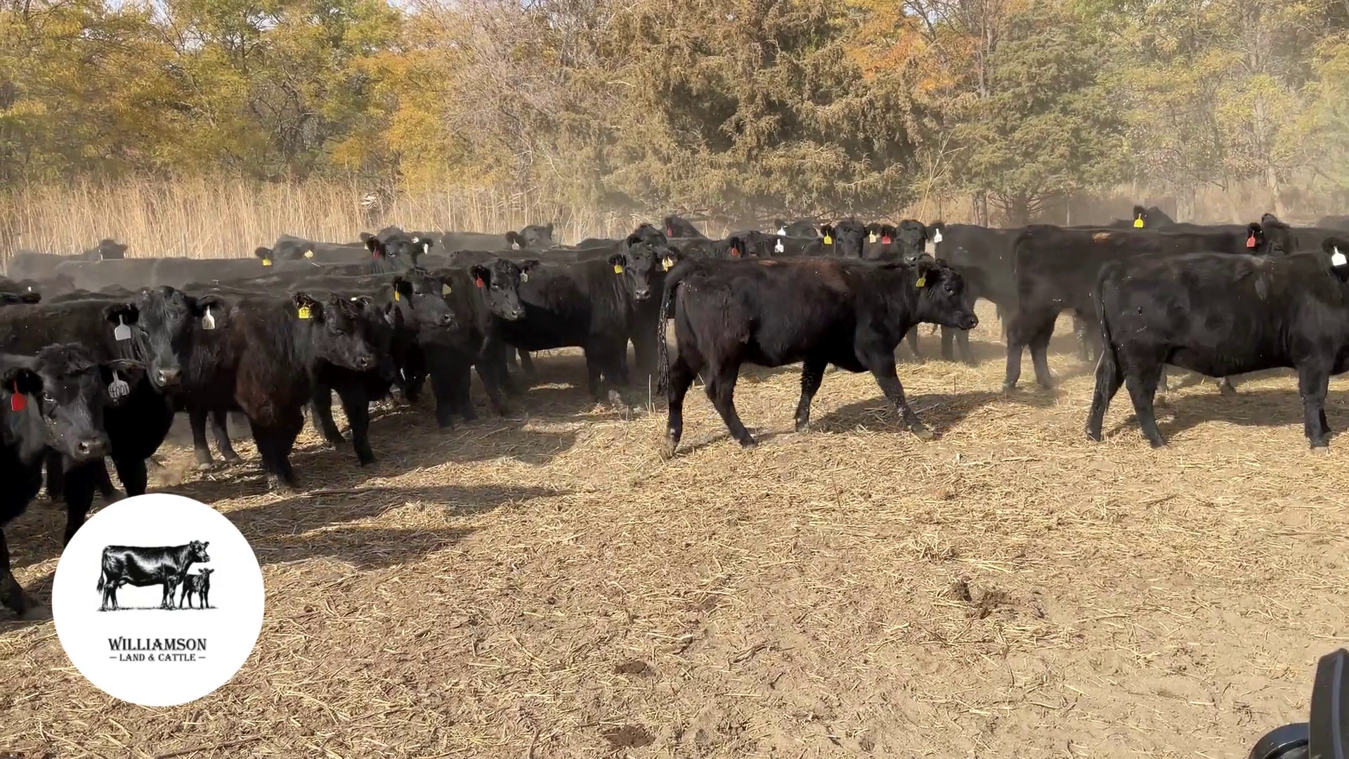 BH1030B-140 Bred Heifers