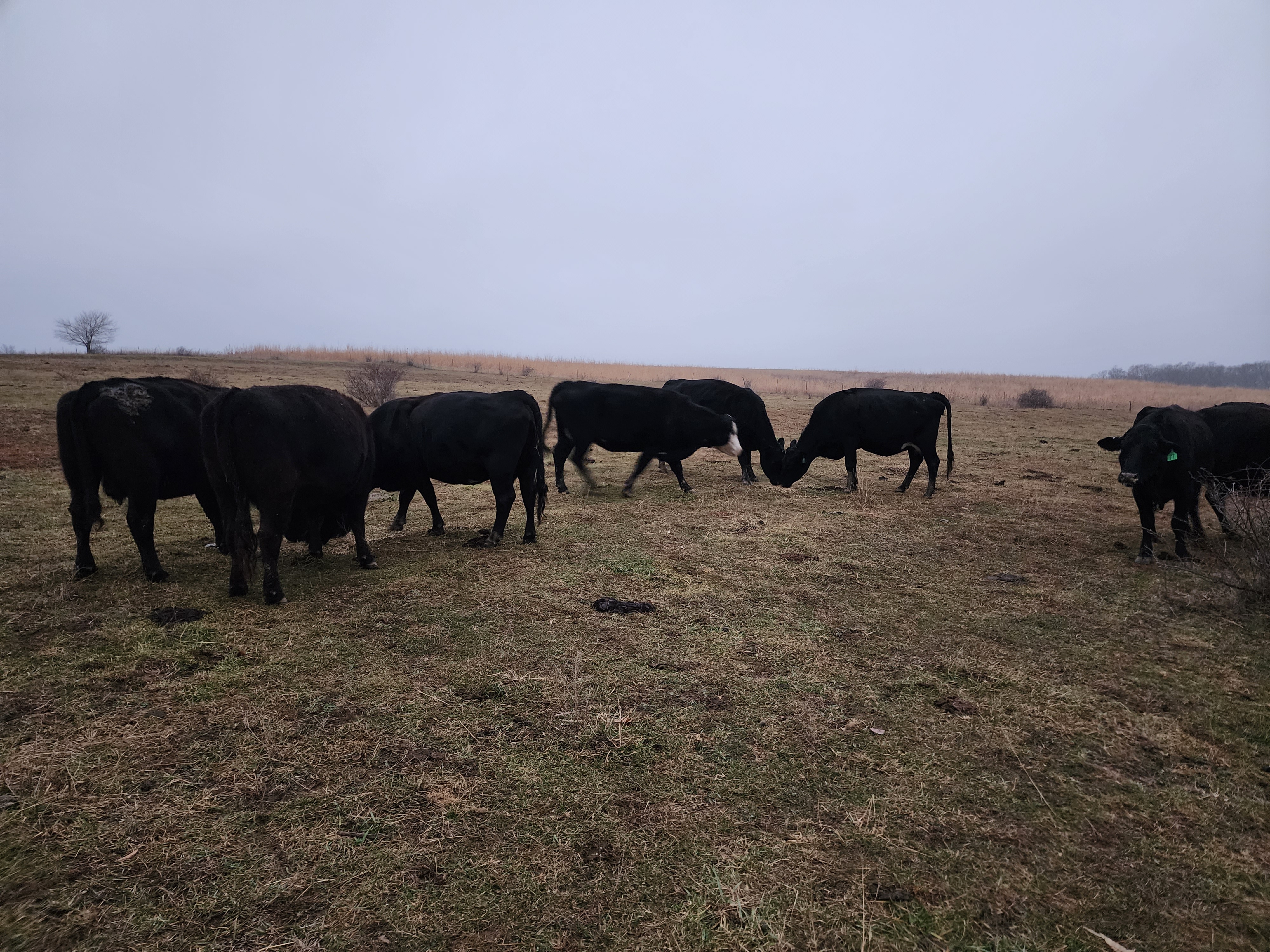 80 hd of 2nd and 3rd period cows few calves at side