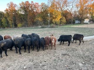 80 hd of 2nd and 3rd period cows few calves at side