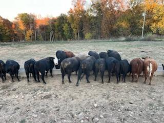 80 hd of 2nd and 3rd period cows few calves at side