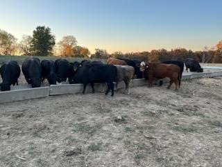 80 hd of 2nd and 3rd period cows few calves at side