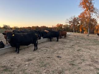 80 hd of 2nd and 3rd period cows few calves at side