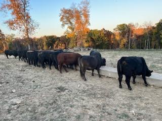 80 hd of 2nd and 3rd period cows few calves at side