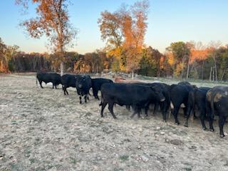 80 hd of 2nd and 3rd period cows few calves at side