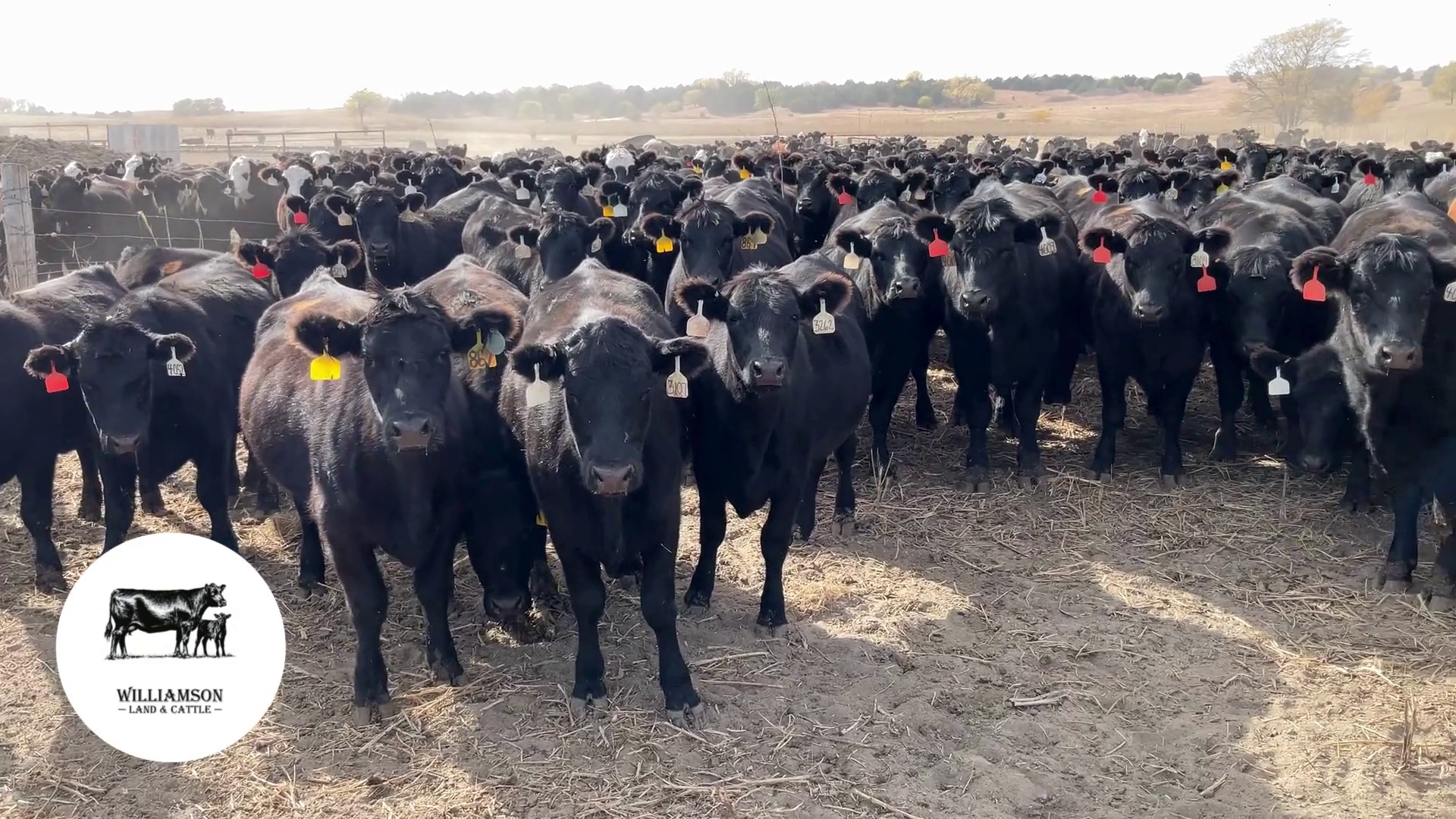 BH1030C-200 Bred Heifers