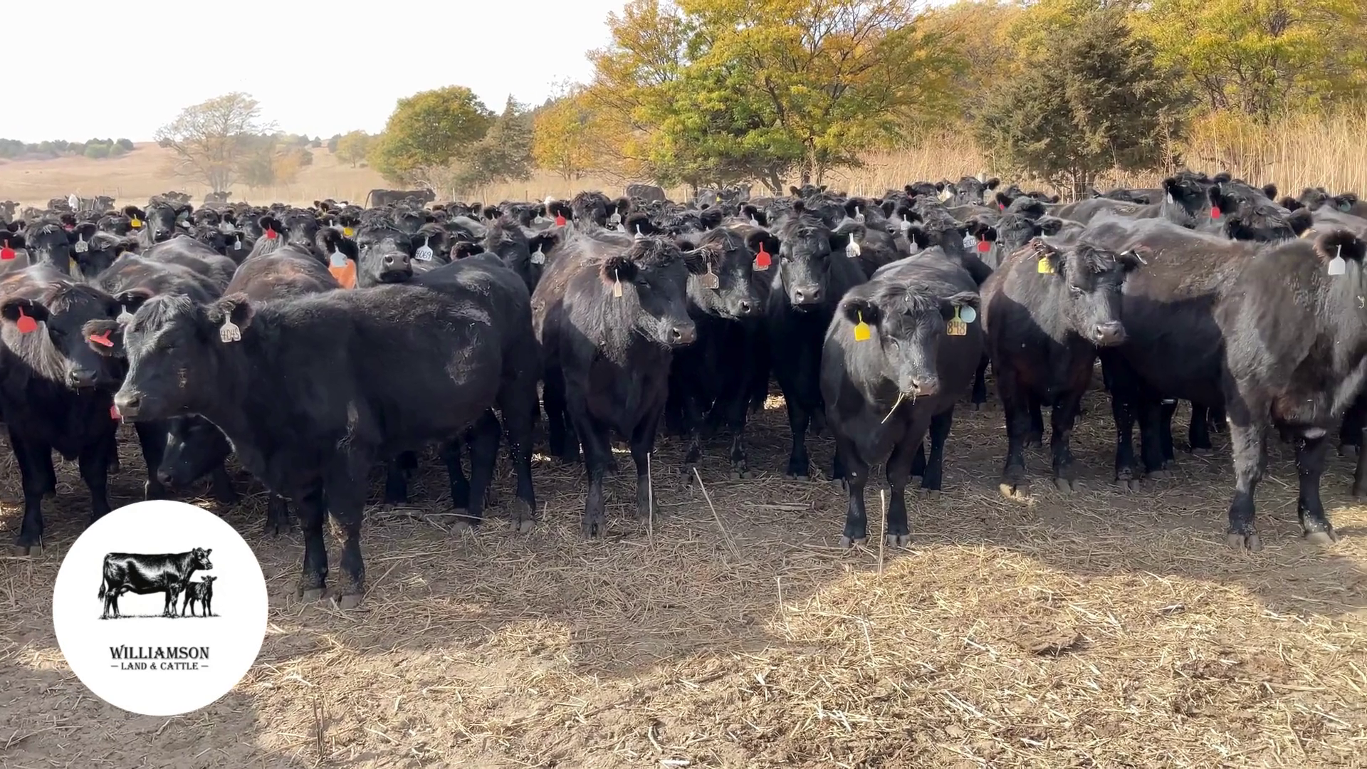 BH1030C-200 Bred Heifers